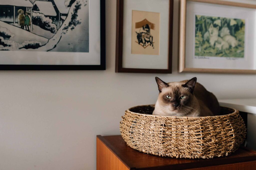 Suki, family pet cat, sitting in woven basket